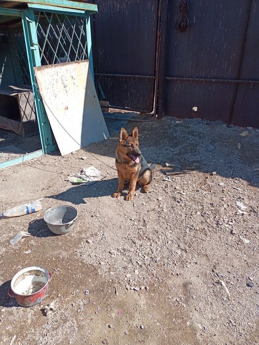 Продается щенок немецкой овчарки