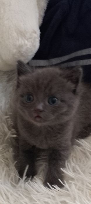 Котята шотландцы7000