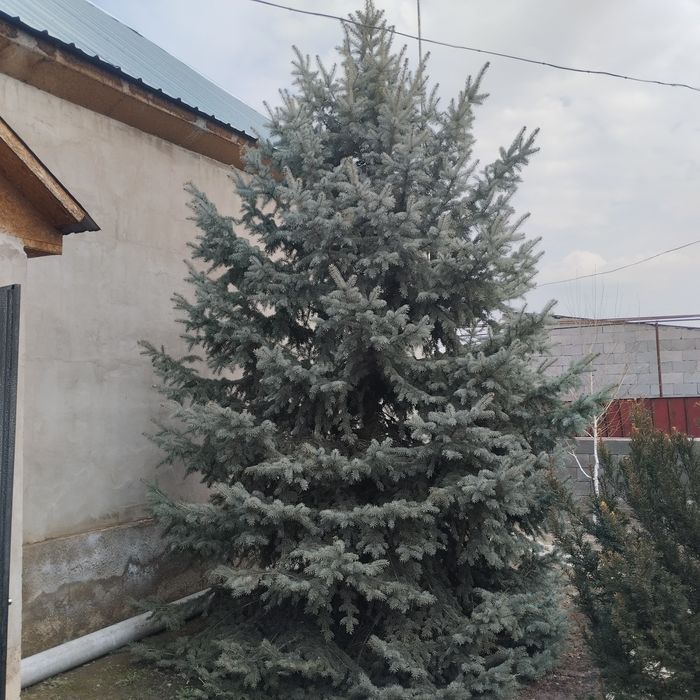 Голубая ёлка 4 метров