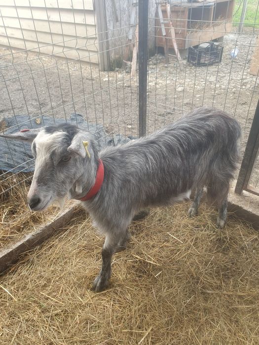 Capra la prima fătare