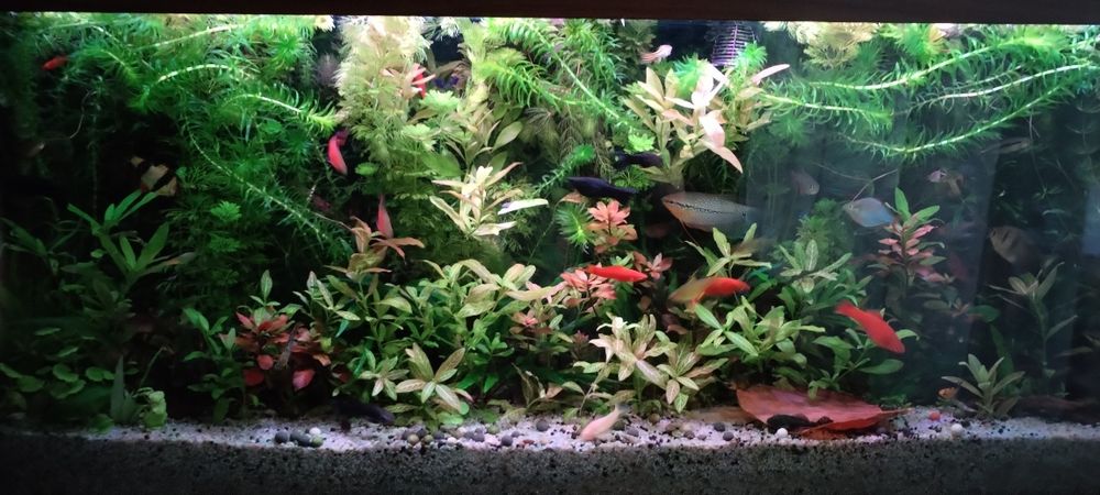Pachet generos diferite plante pentru acvariu