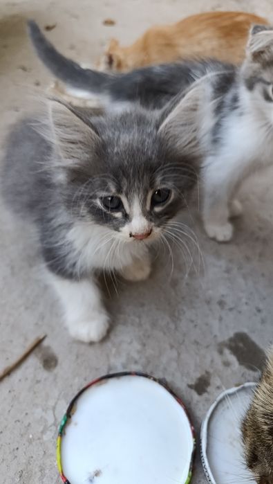 Кошки породные домашние