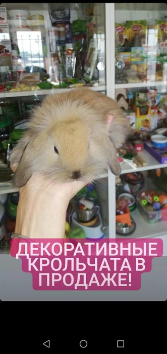 Кролик декоративный