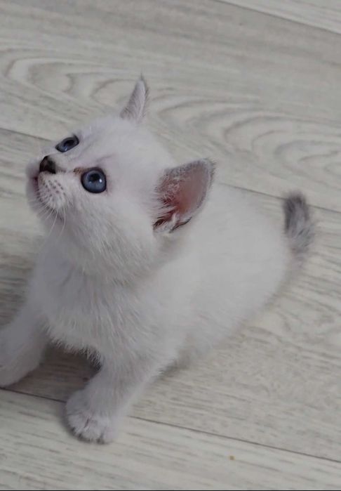 Котята британские БЕЛЫЕ