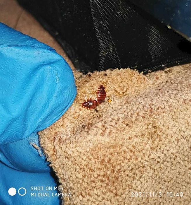 Фирма Disinlight. Уничтожение тараканов, крыс и клопов в Ташкенте