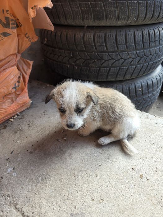 Donez 3 cățeluși drăgălași.