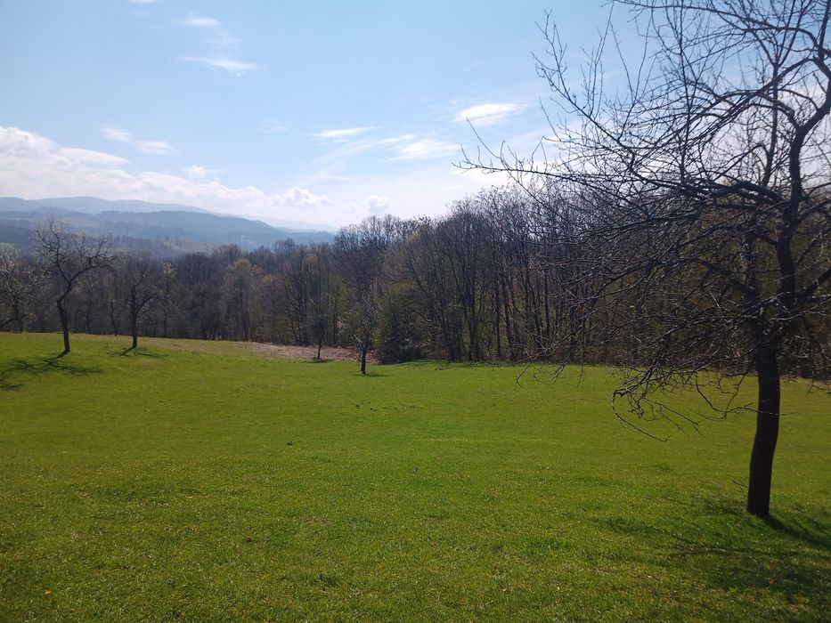 Livadă de pruni in munții Poiana Rusca/ Pietroasa/Fărășești/Timiș