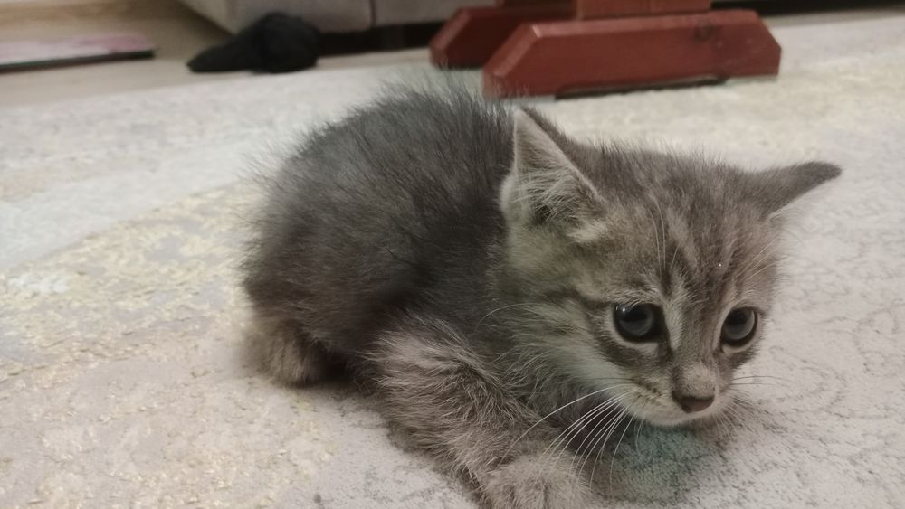 Котик 2,5 месяца