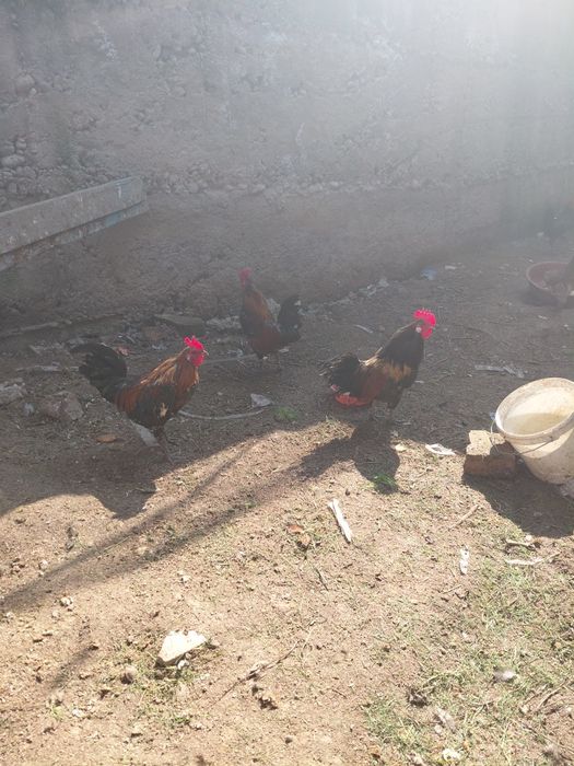 Петухи  японские