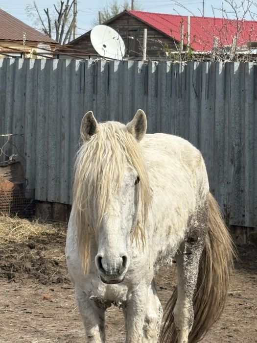 9 жасар айгыр сатылады
