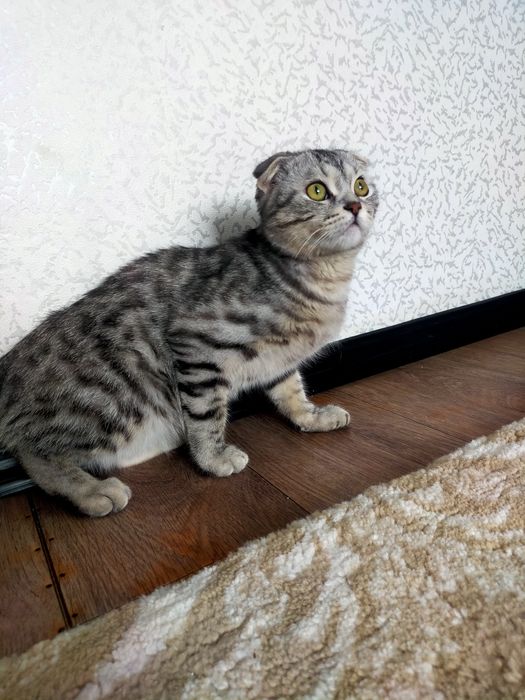 В добрые руки котика