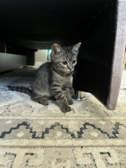 котенок мальчик 3 месяца