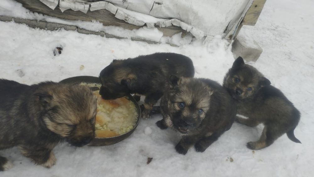 Отдам даром щенят.