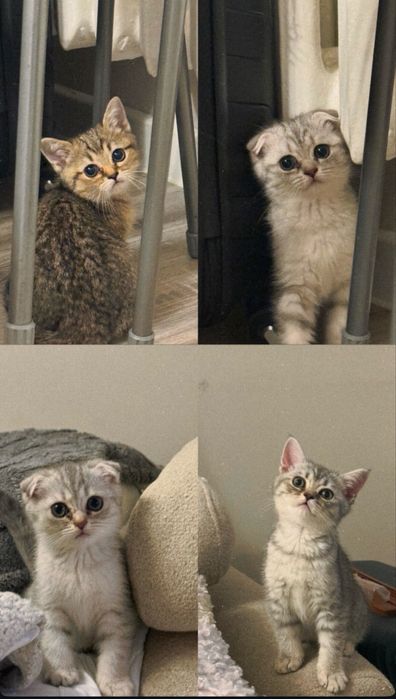 Котята(1 мальчик, 2 девочки)