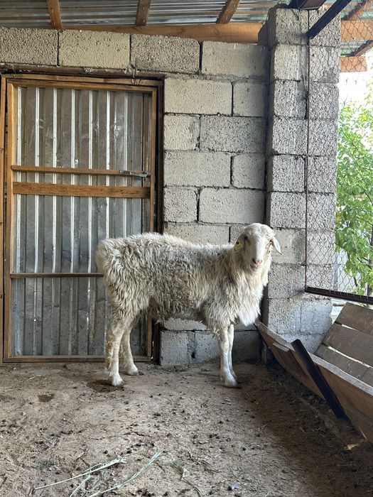 Сек сатылады срочно