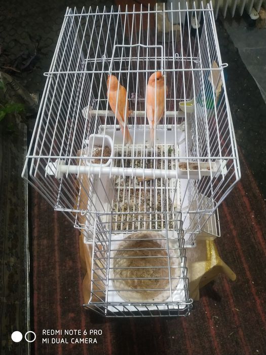 Канарейка продам сотилади