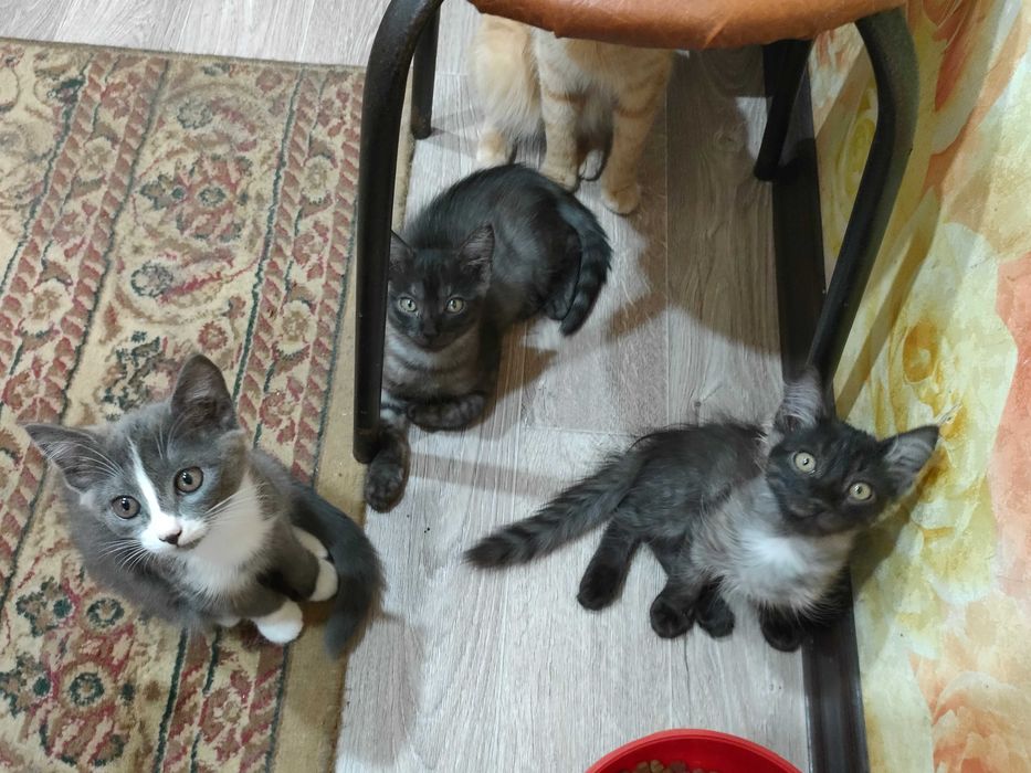 Отдам кисят в добрые руки.