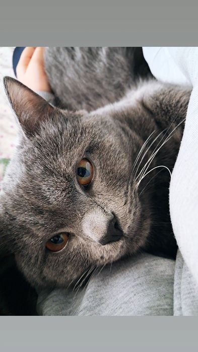 Кошка для вязки, британский скоч страйк