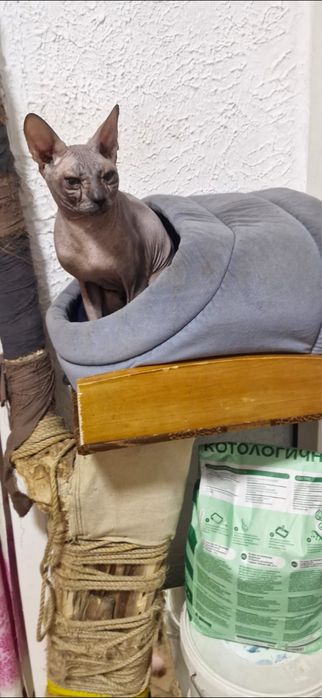 Котята сфинкс бронь