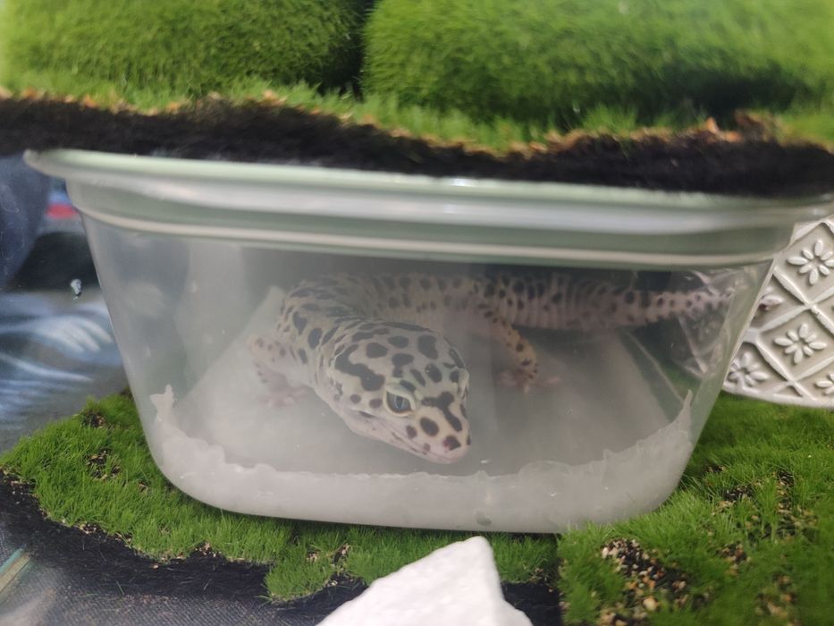 Продам  эублефар