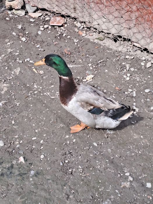 Vand ratoi pekin de 1 an