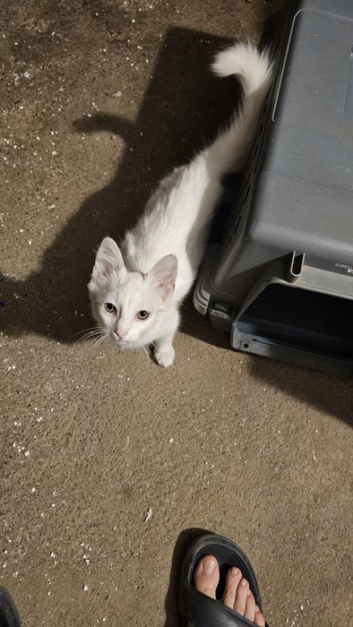 Котенца малки на 50 дни .