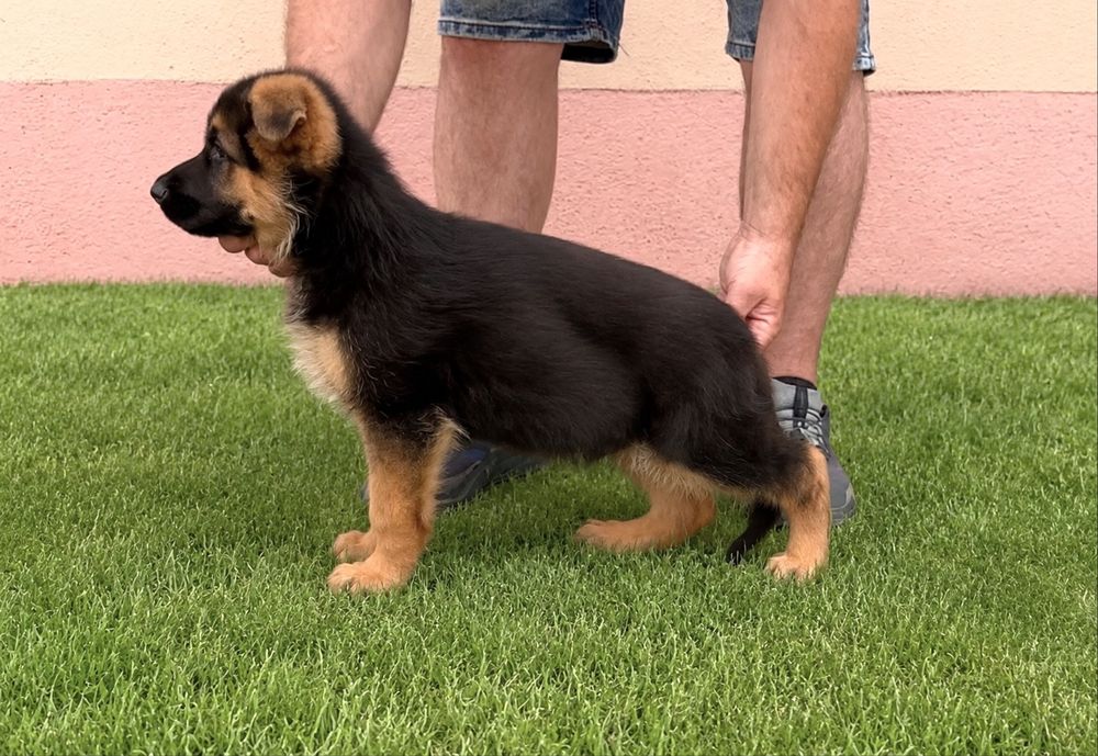 Mascul ciobanesc german cu pedigree TOP