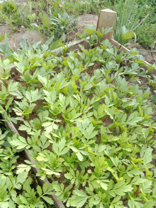 Продам бархатцы и др саженцы.