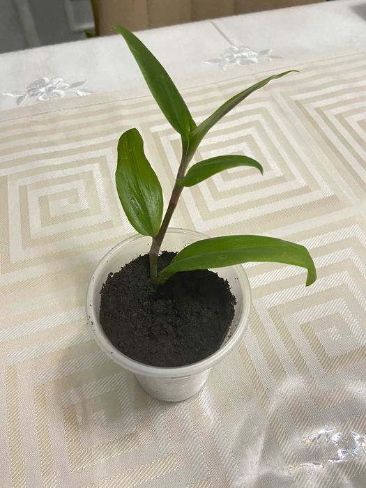 Продам комнатные растения