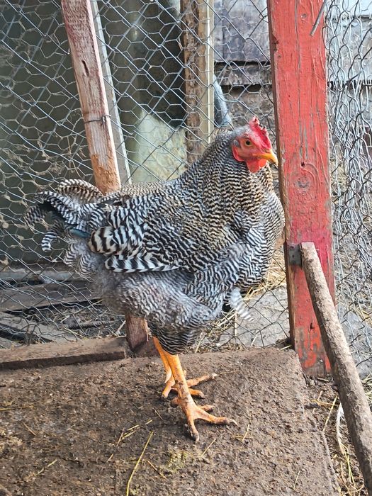 Coccosi mersi și de rasa