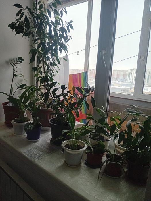 Продам цветы  комнатные