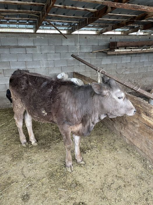 Тана,кунажын,тайынша,телята