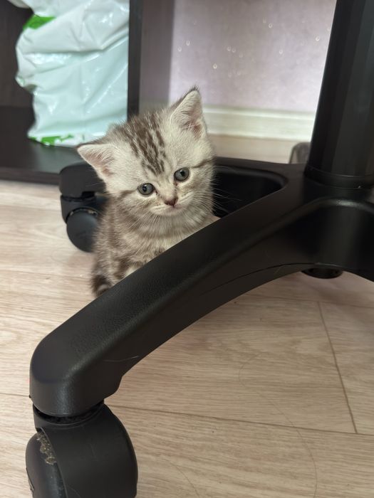 Котенки девочки!!!