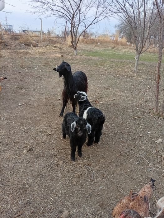 Она бола эчки сотилади