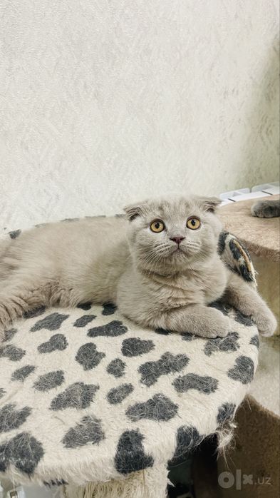 Мальчик скотиш фолд 2,5 месяца