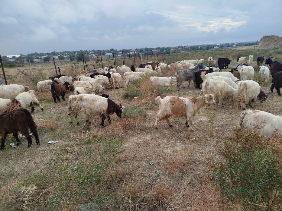Ешкі, лақ, шыбыш