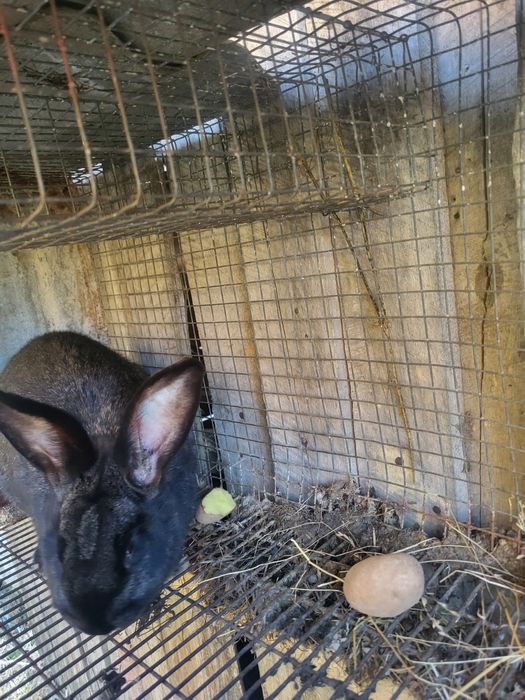 Vând toți iepurii  de se văd în poză