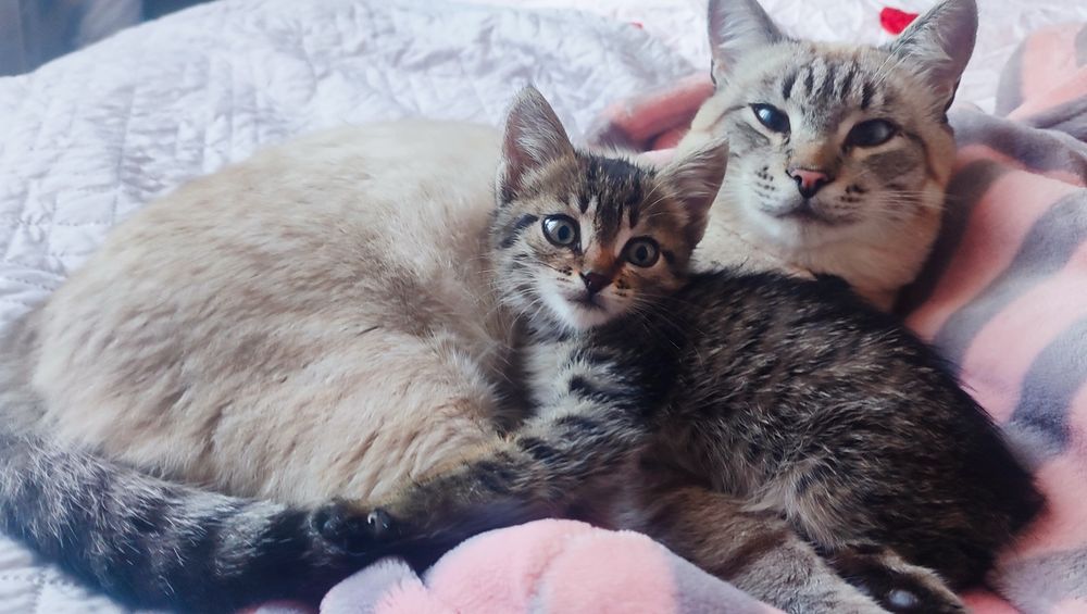 Отдам котят в добрые руки