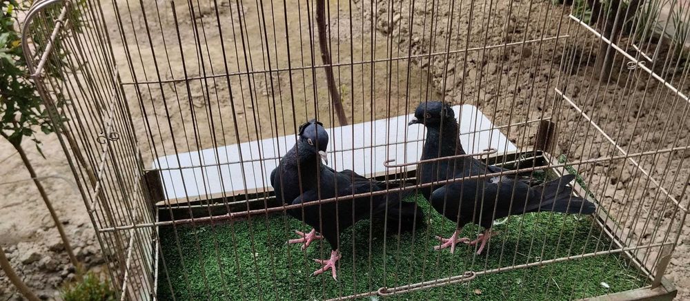 Туркман пара кабутар голуби