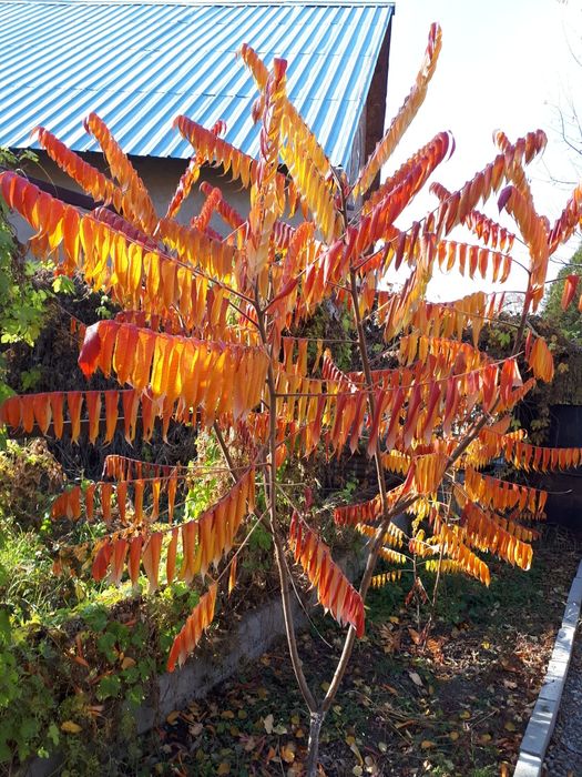 Сумах оленерогий