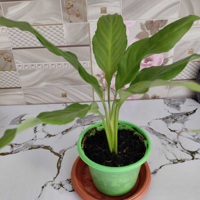 Продам Сптифилул Женское счастье, цена 1300т