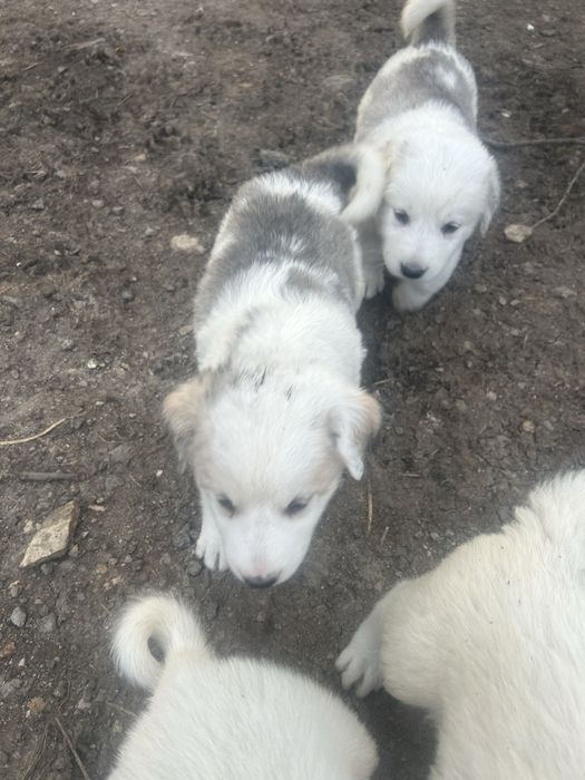 Продавам Кученца (Алабай)