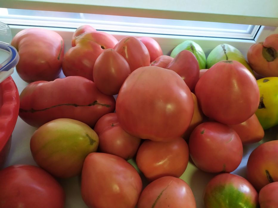 Продам помидоры сладкие, крупные, мясистые