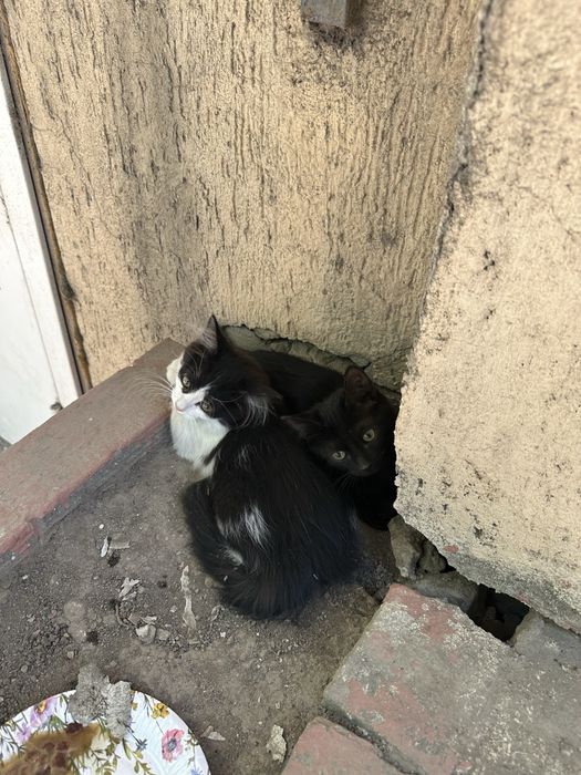 Помогите пристроить котят