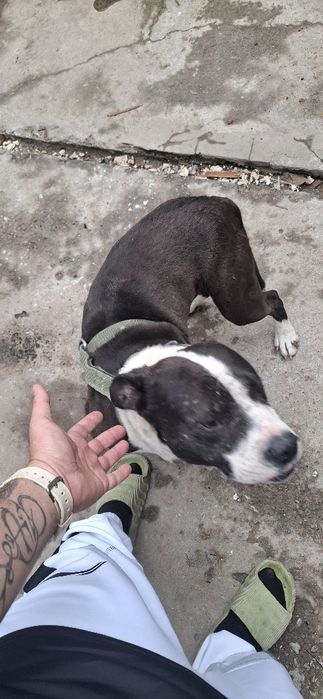 Sotiladi , Продажа