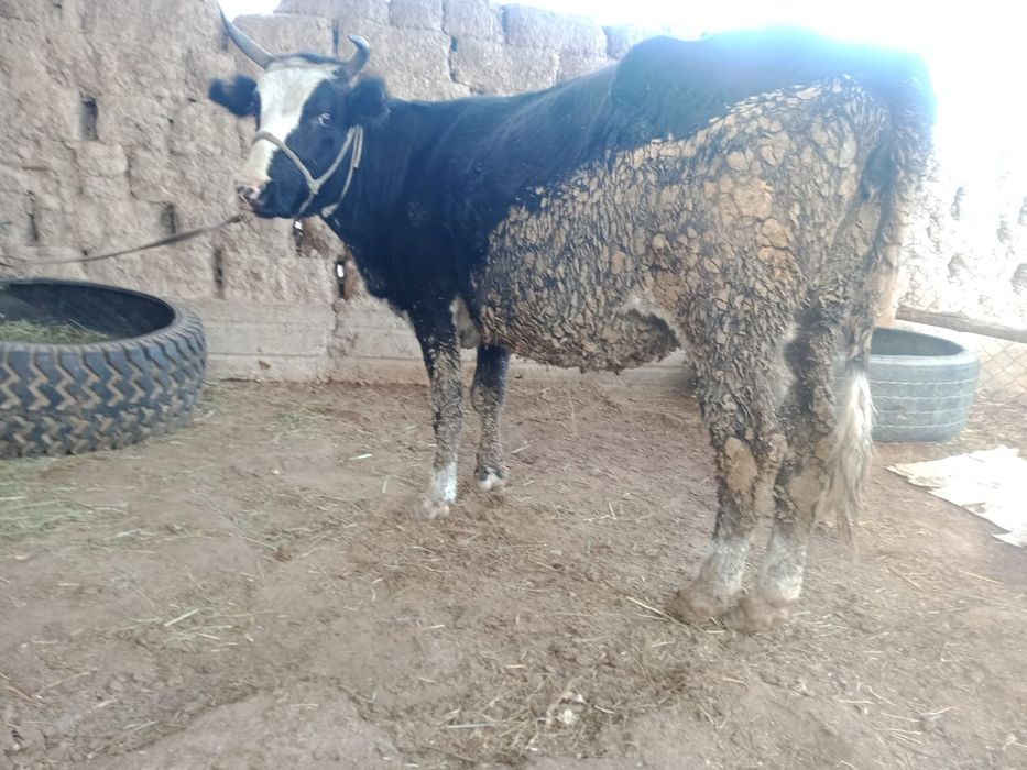 Сиыр сатылады. Қысыр