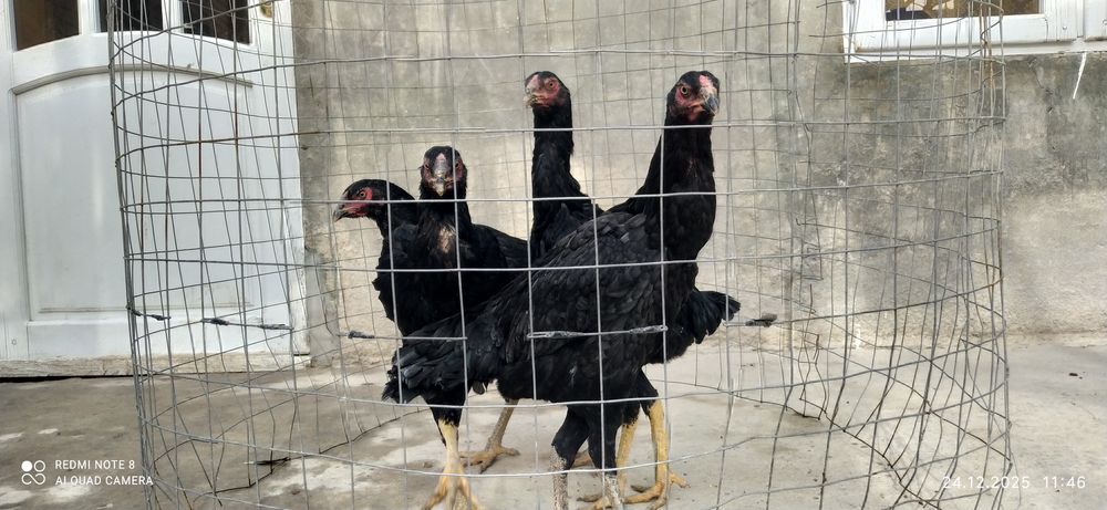 Дакан макиёнла бор