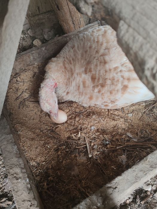 Продаётся индюшка квочка(клушка)