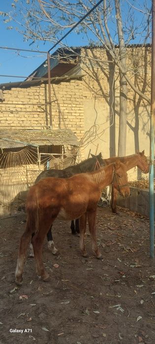 От той эркак 2 та ургочи 1 та