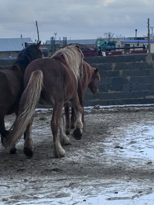 Продам русский тяжеловоз